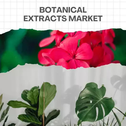 Market Videos